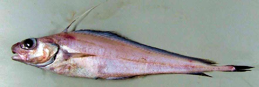 Lepidion eques_02.jpg